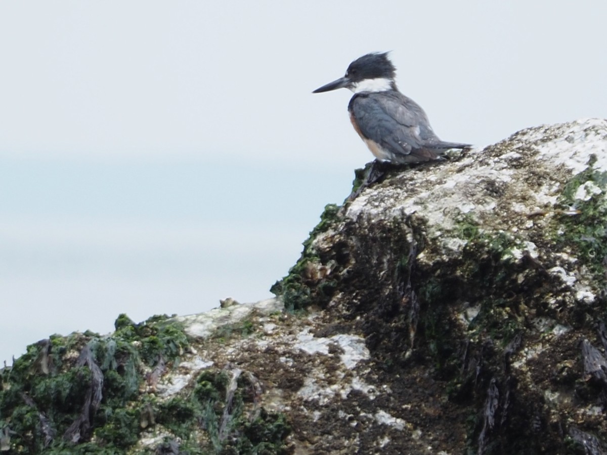 Belted Kingfisher - ML620727640