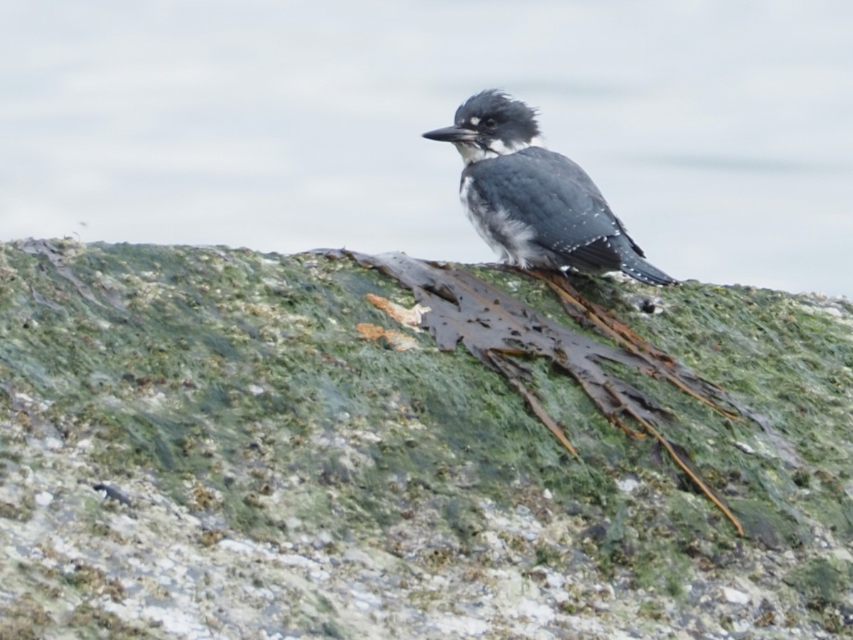 Belted Kingfisher - ML620727641