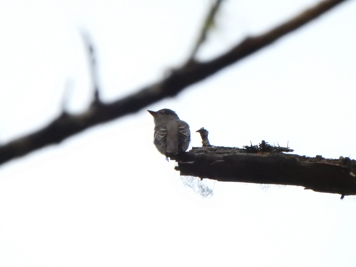 Western Wood-Pewee - ML620727646