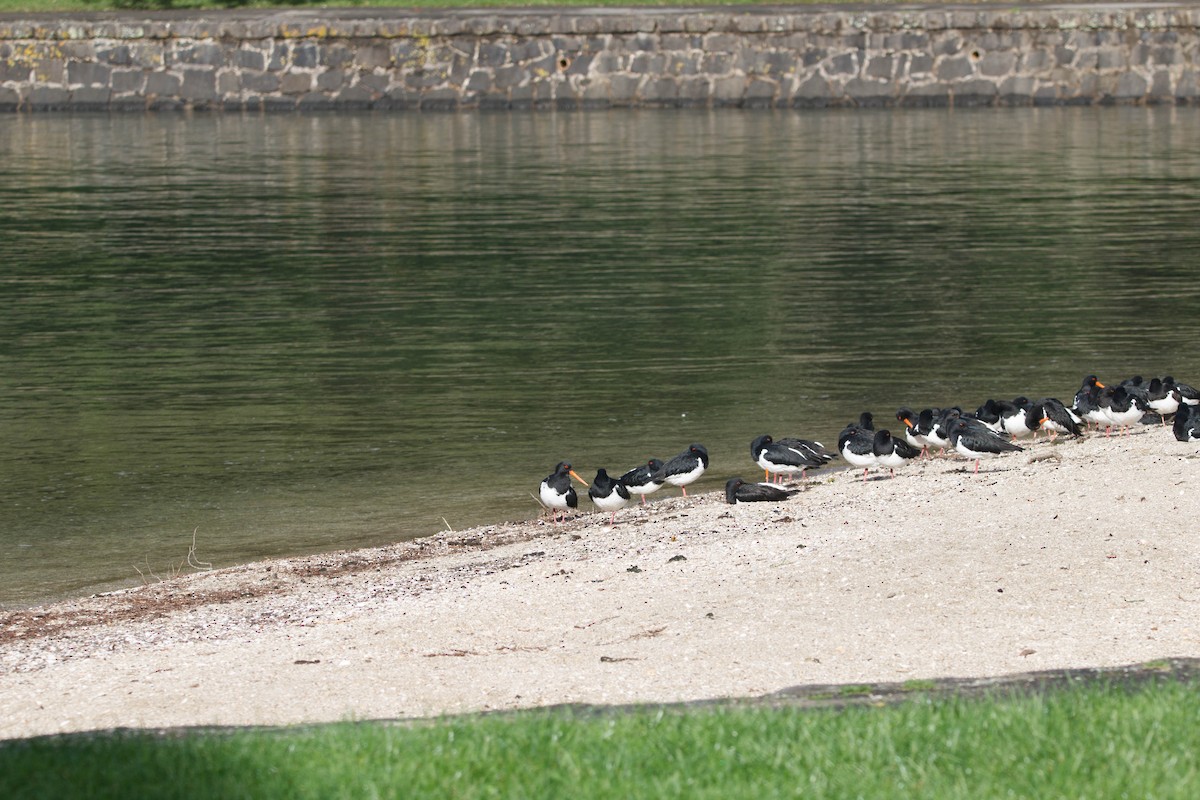 South Island Oystercatcher - ML620727647