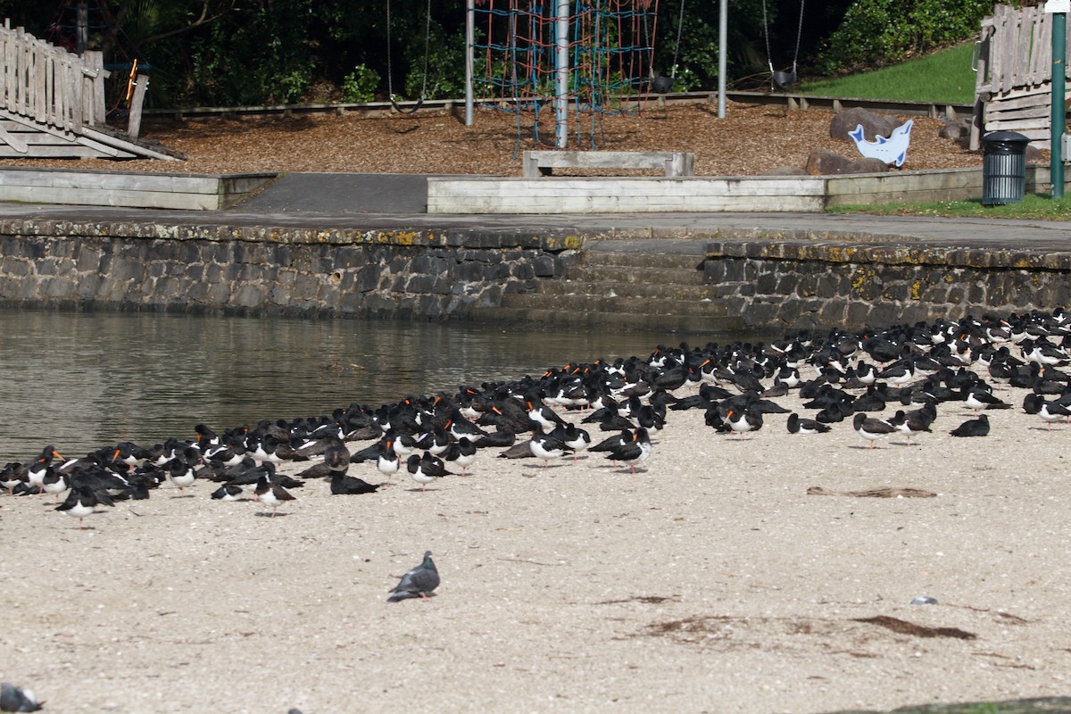 South Island Oystercatcher - ML620727648