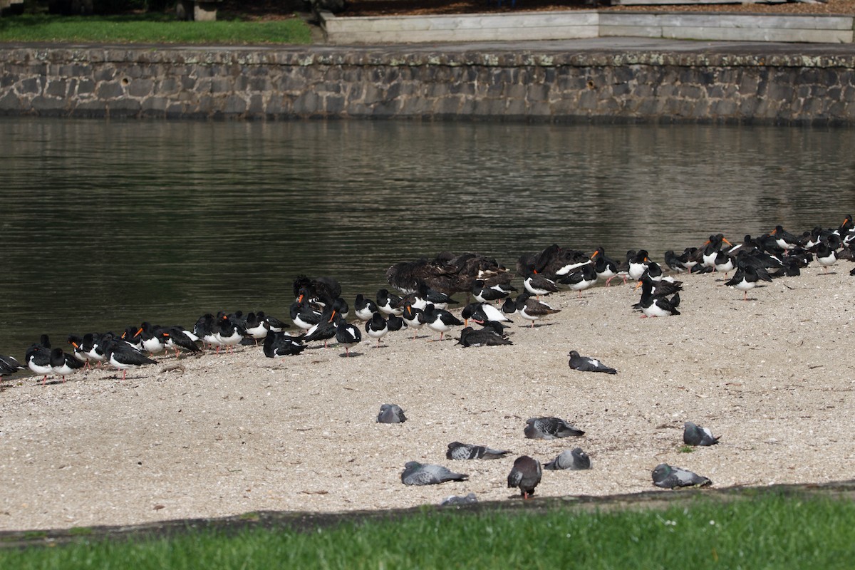 South Island Oystercatcher - ML620727649