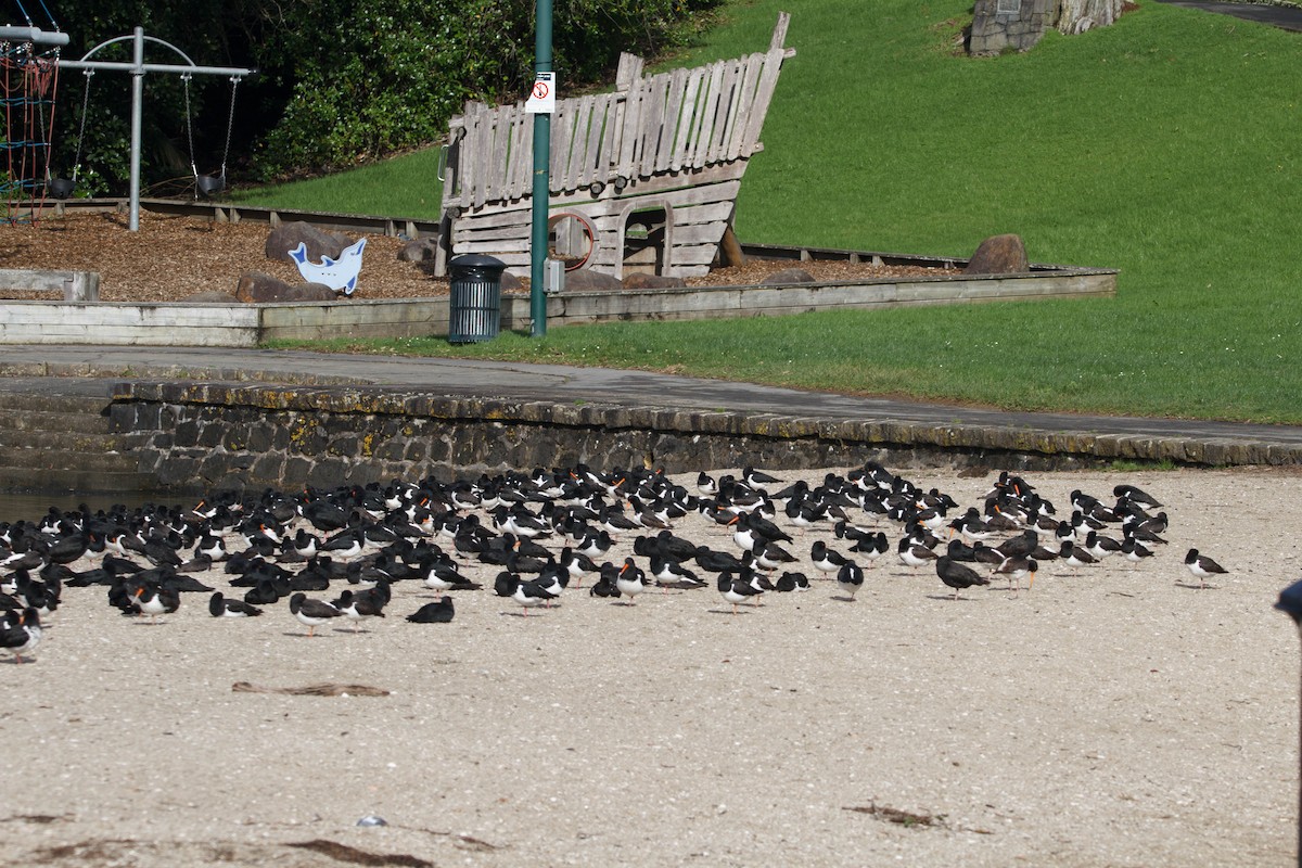 South Island Oystercatcher - ML620727650