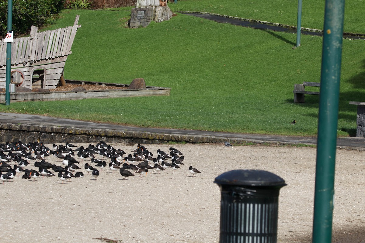 South Island Oystercatcher - ML620727651