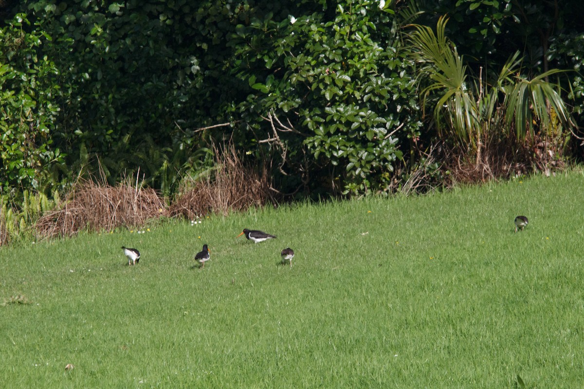 South Island Oystercatcher - Donna Channings