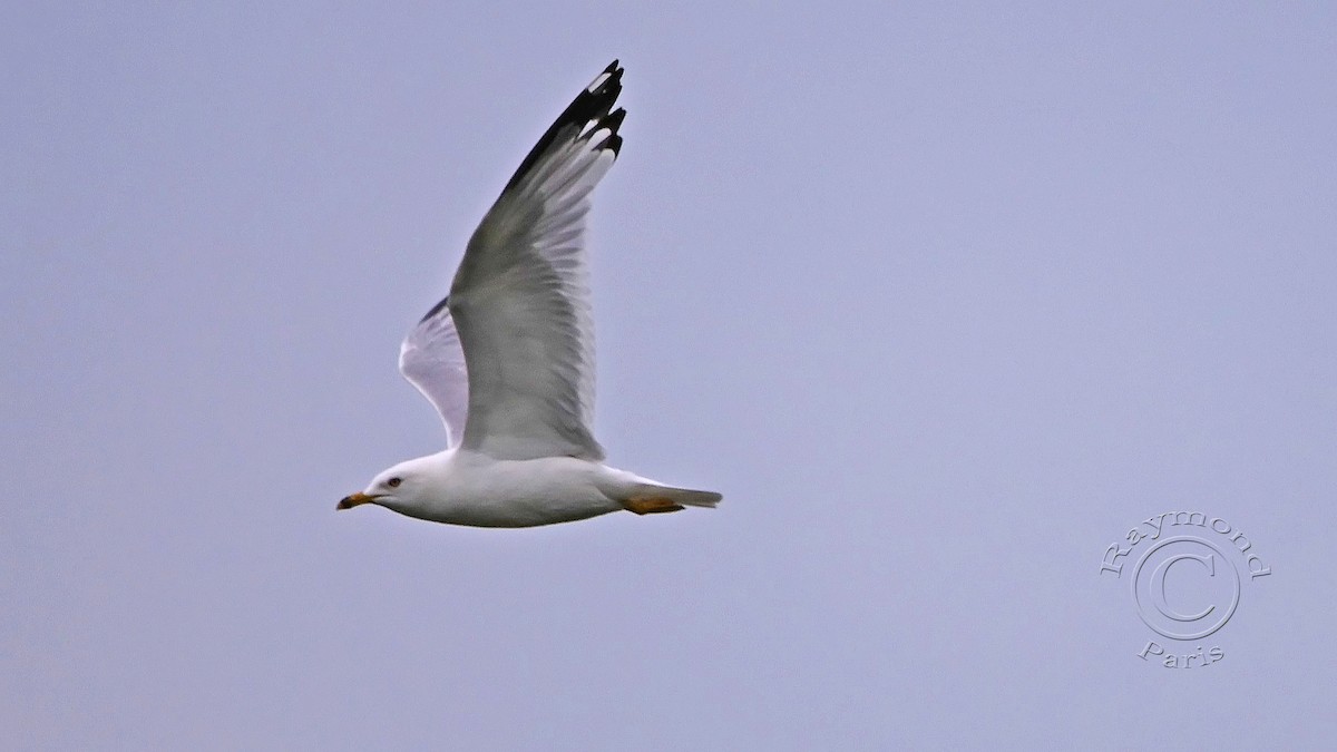 Ring-billed Gull - ML620727653