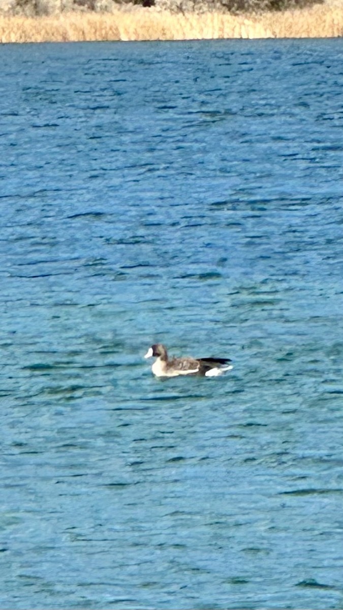 Greater White-fronted Goose - ML620727673