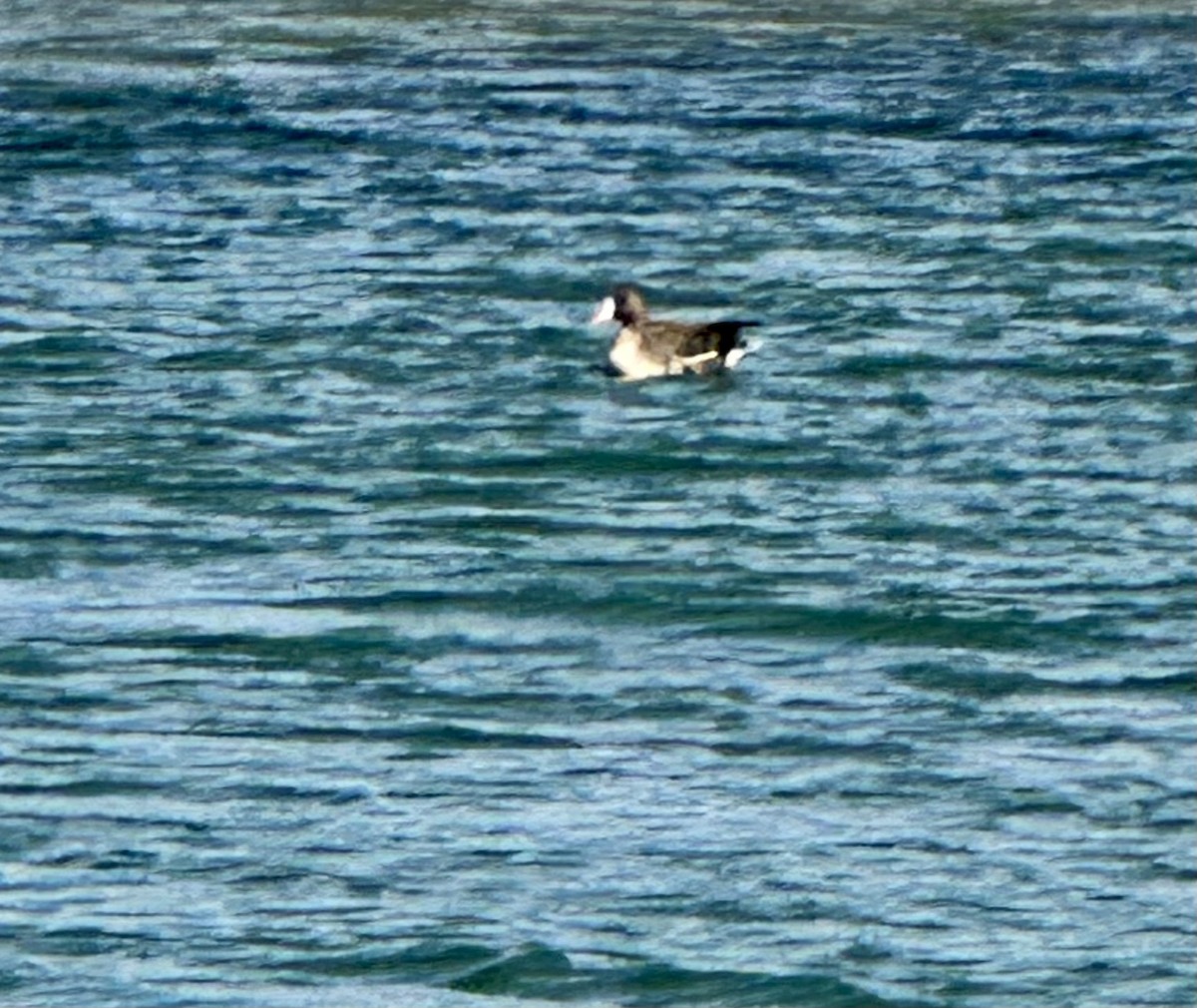 Greater White-fronted Goose - ML620727674
