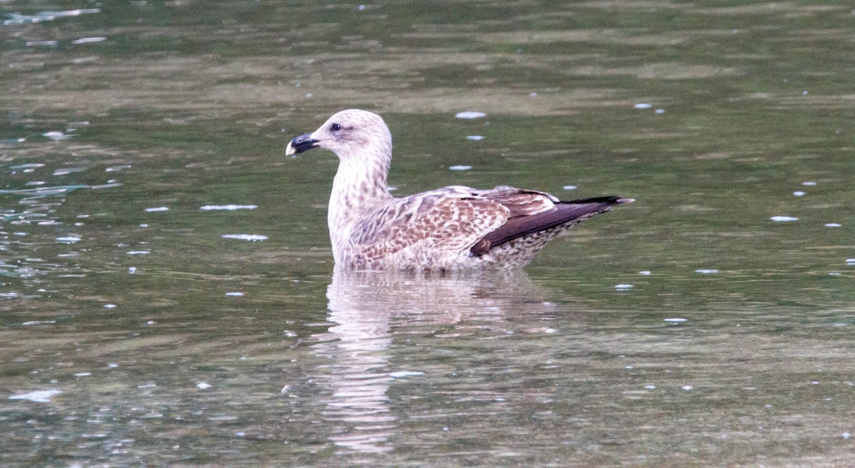 Kelp Gull - ML620727679