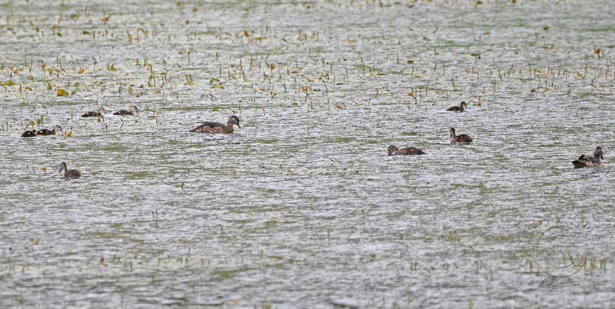 Wood Duck - ML620727720