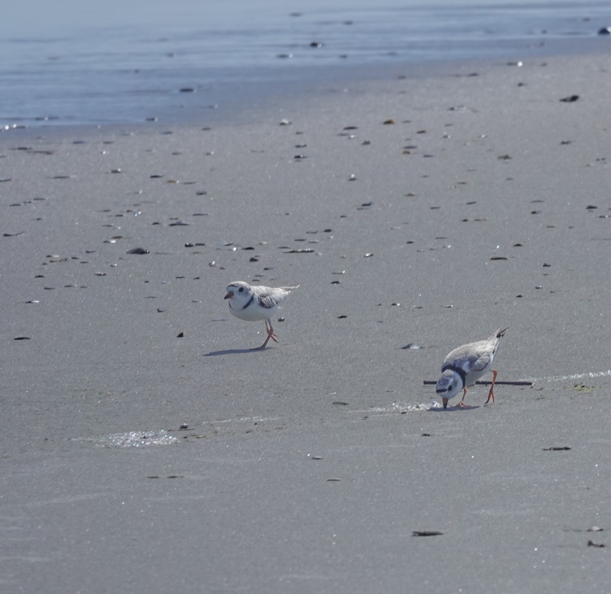 Piping Plover - ML620727725