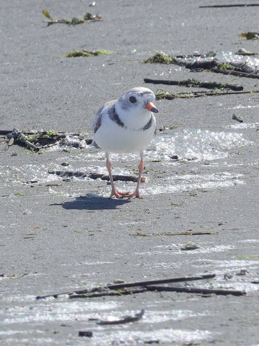Piping Plover - ML620727726