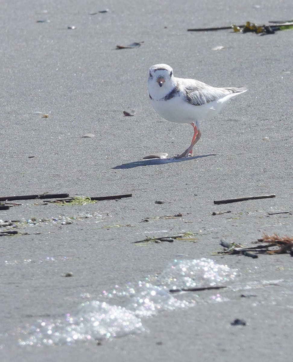 Piping Plover - ML620727727