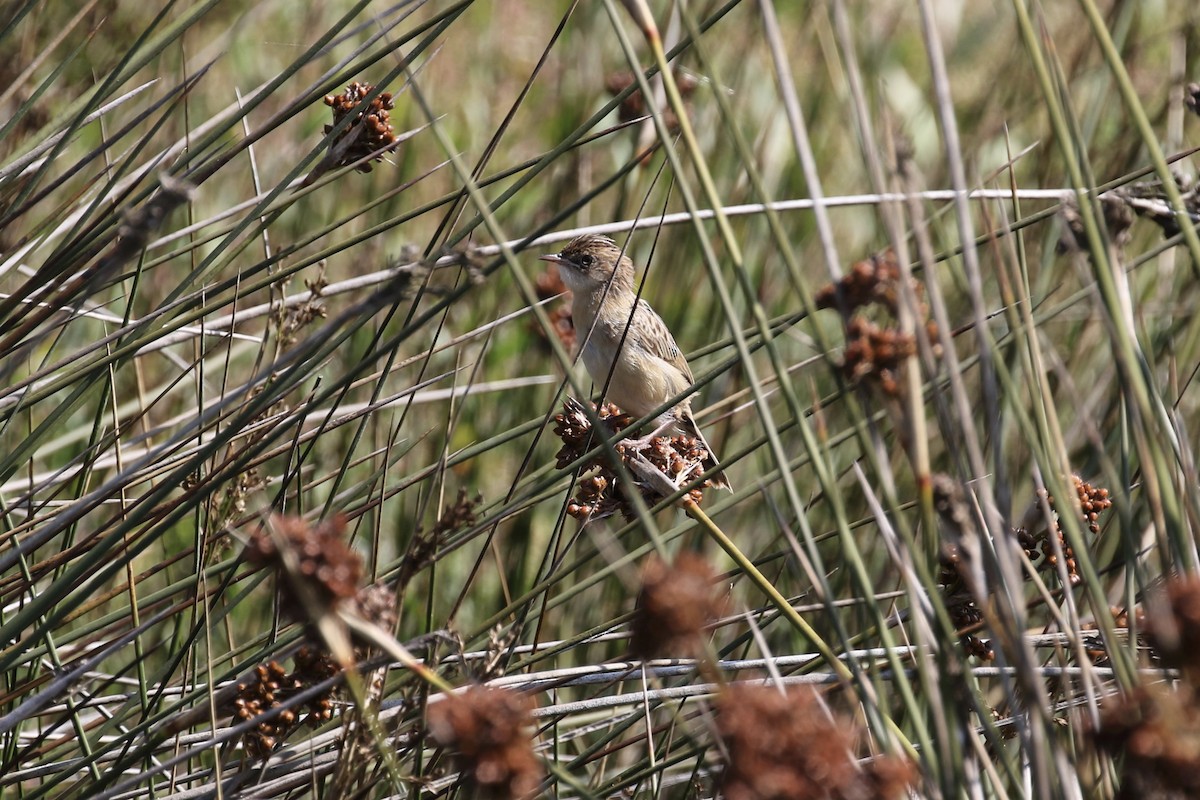 Zitting Cisticola - ML620727731