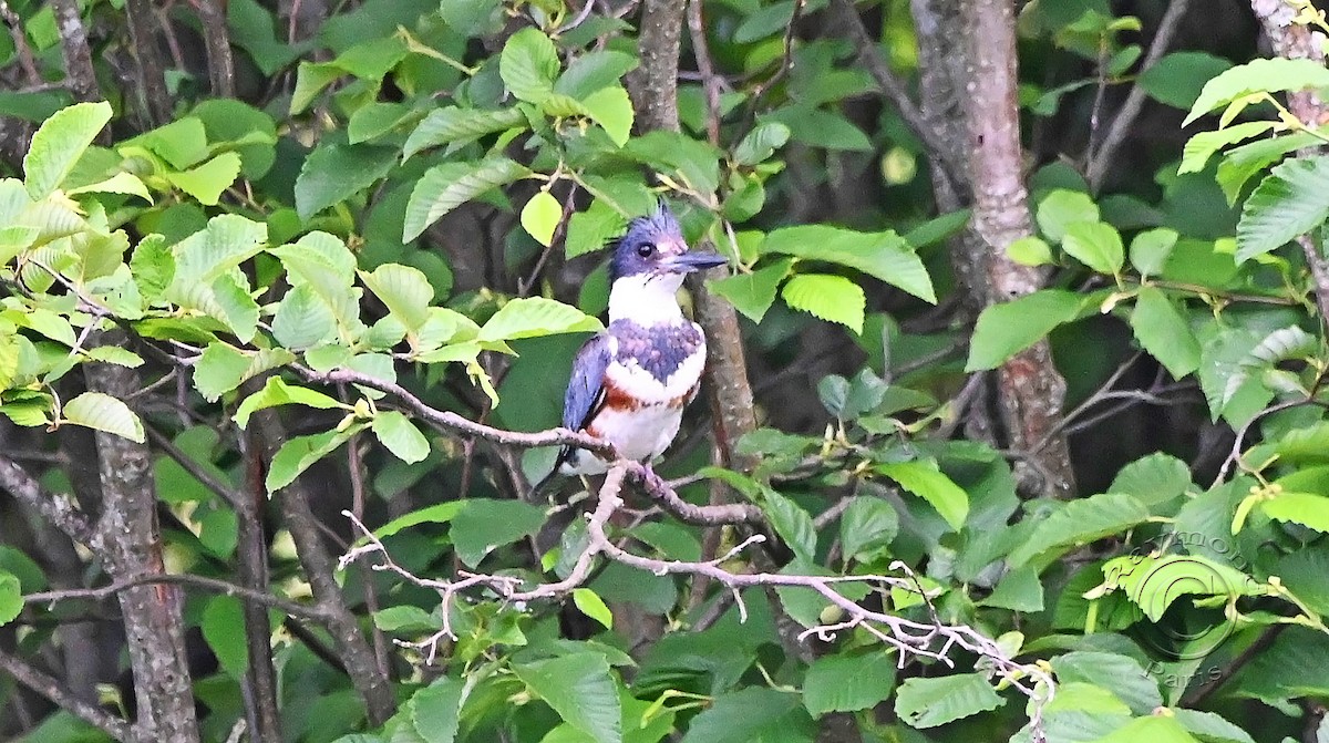 Belted Kingfisher - ML620727732