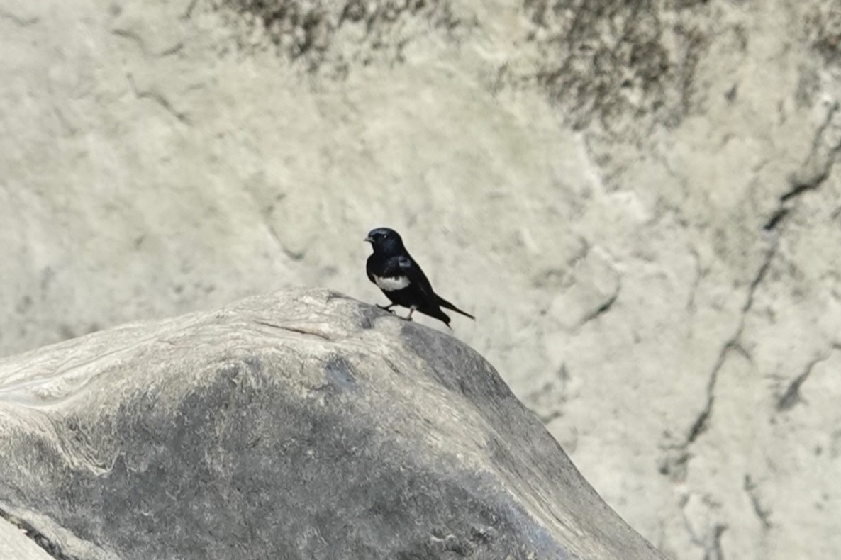 White-banded Swallow - ML620727737