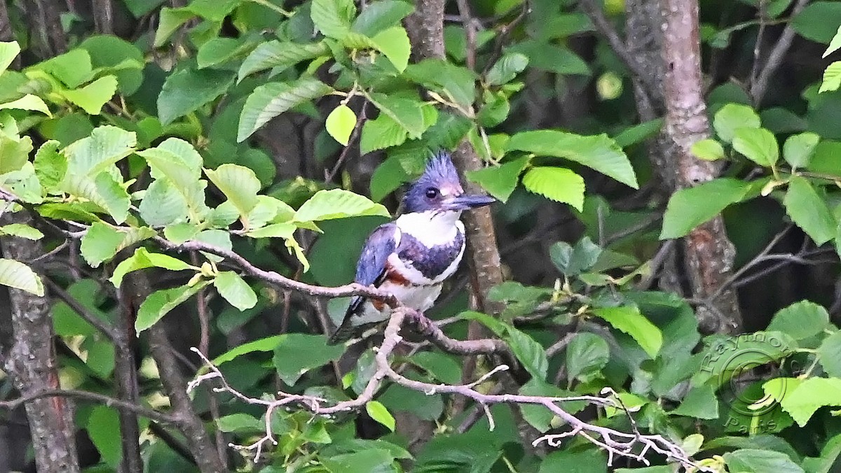 Belted Kingfisher - ML620727738