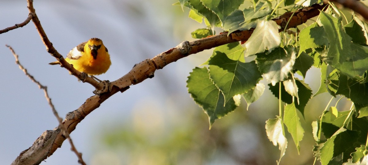 Bullock's Oriole - ML620727739