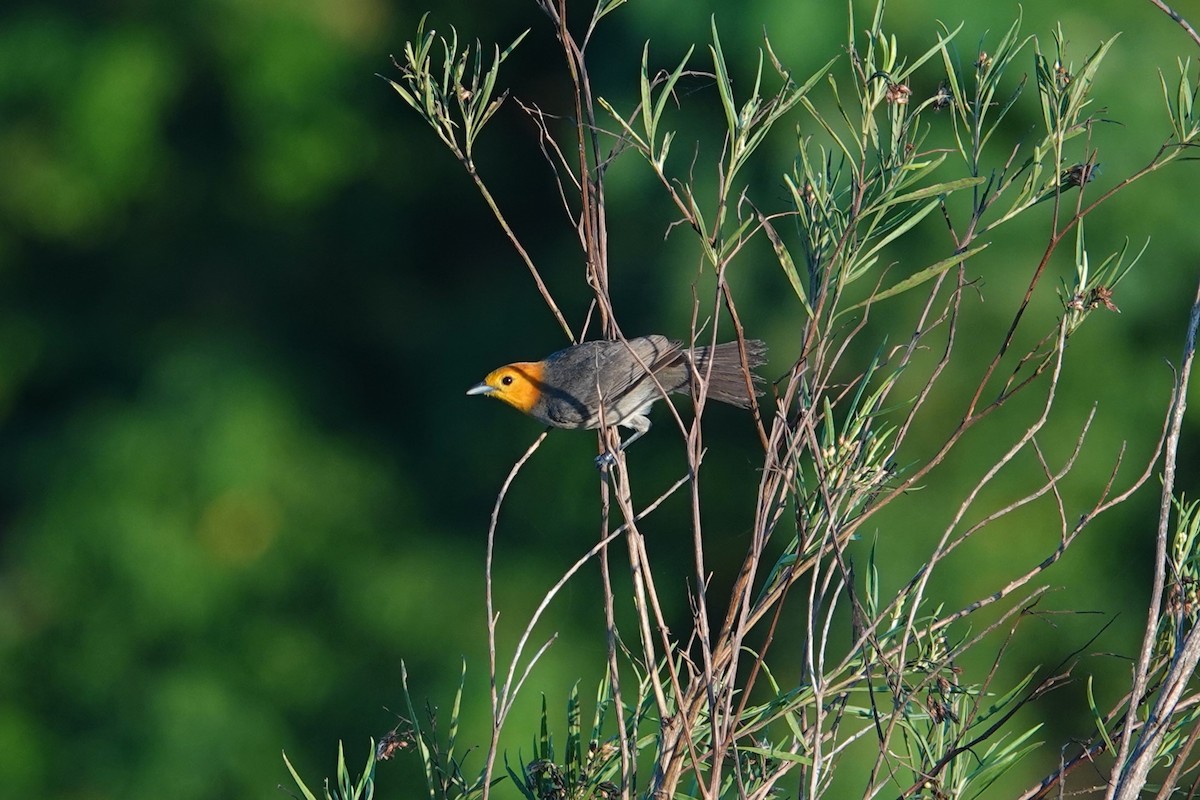 Orange-headed Tanager - ML620727740