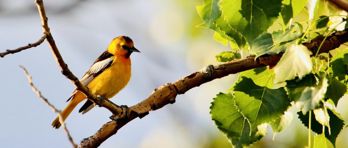 Bullock's Oriole - ML620727741