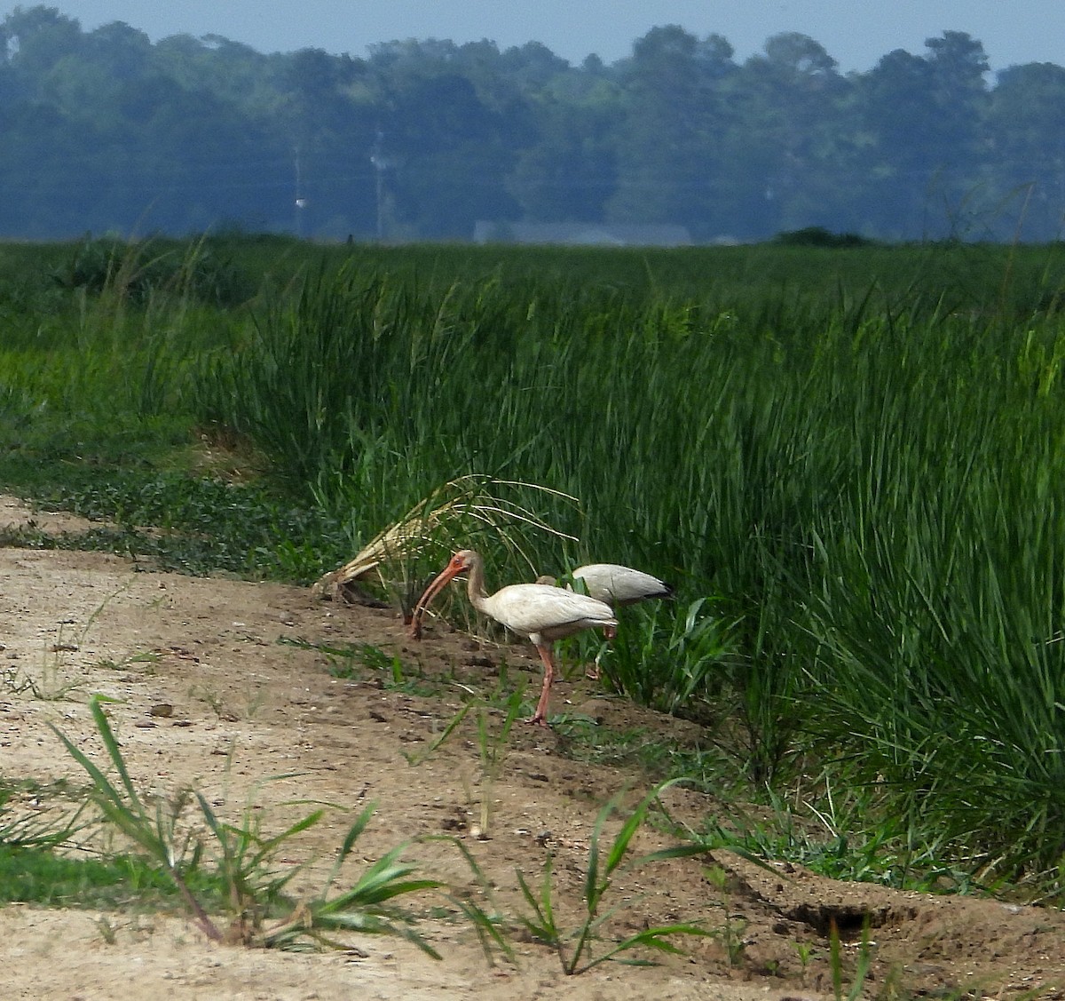 White Ibis - ML620727744