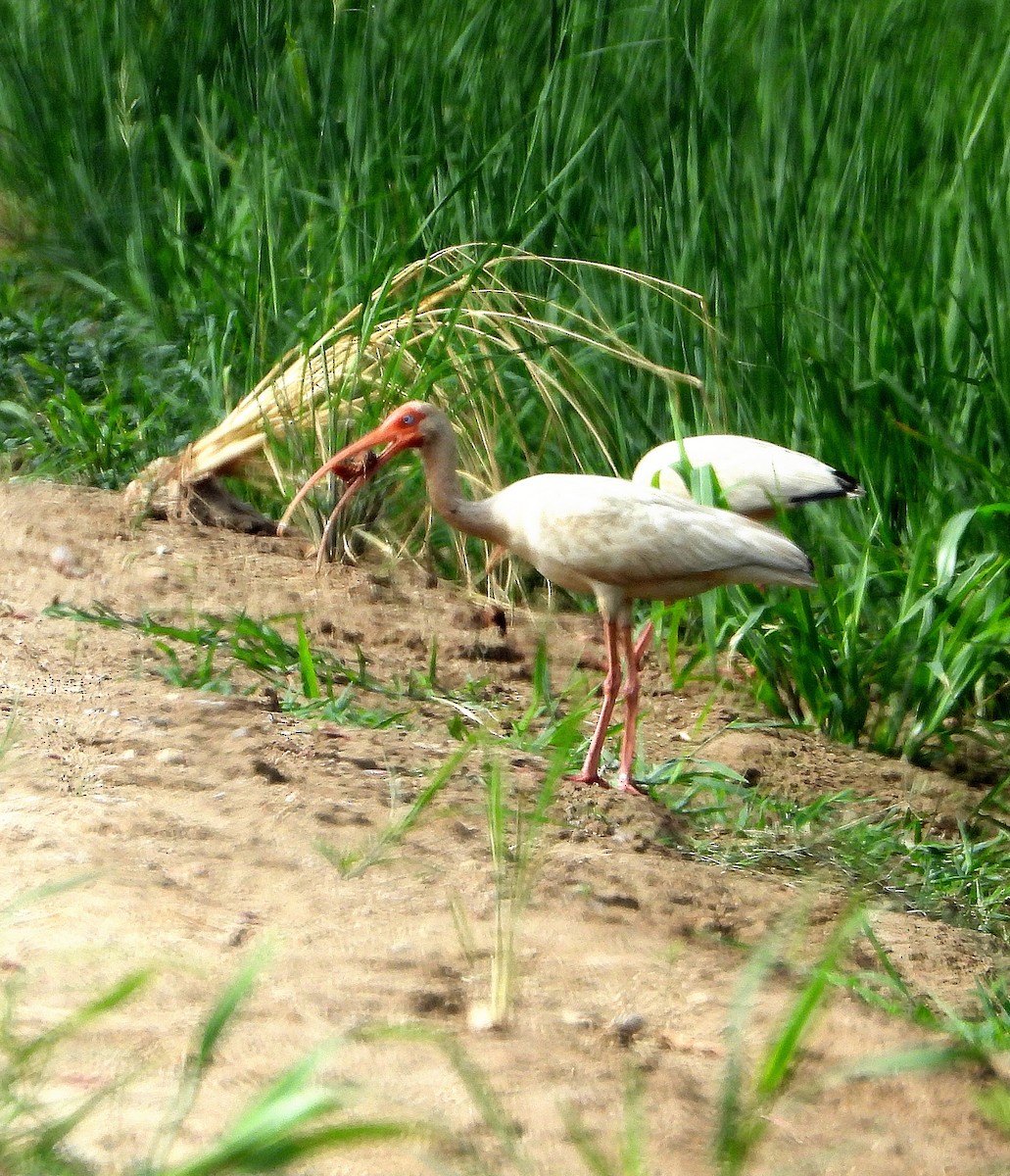 White Ibis - Jay Huner