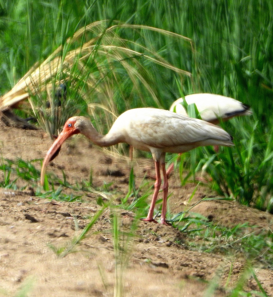 White Ibis - ML620727747