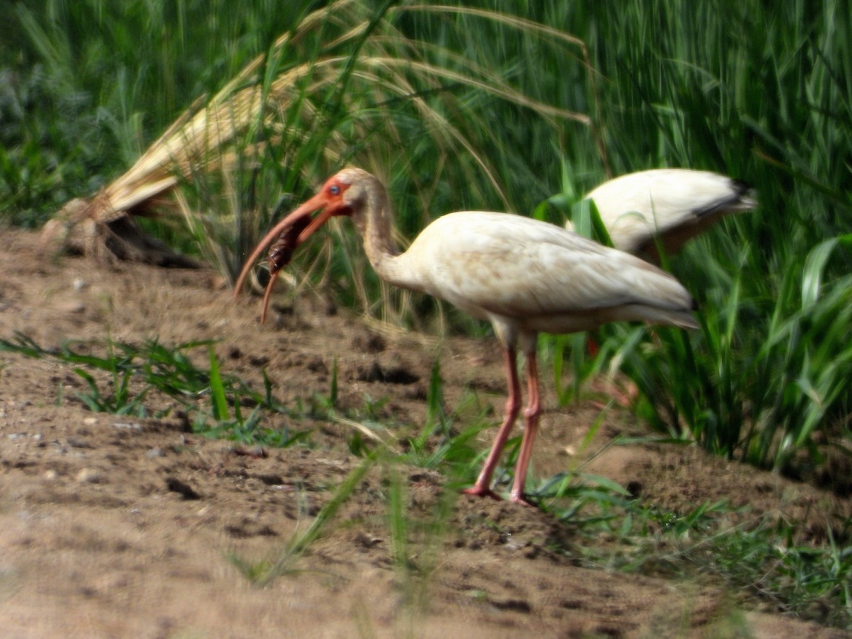 ibis bílý - ML620727750