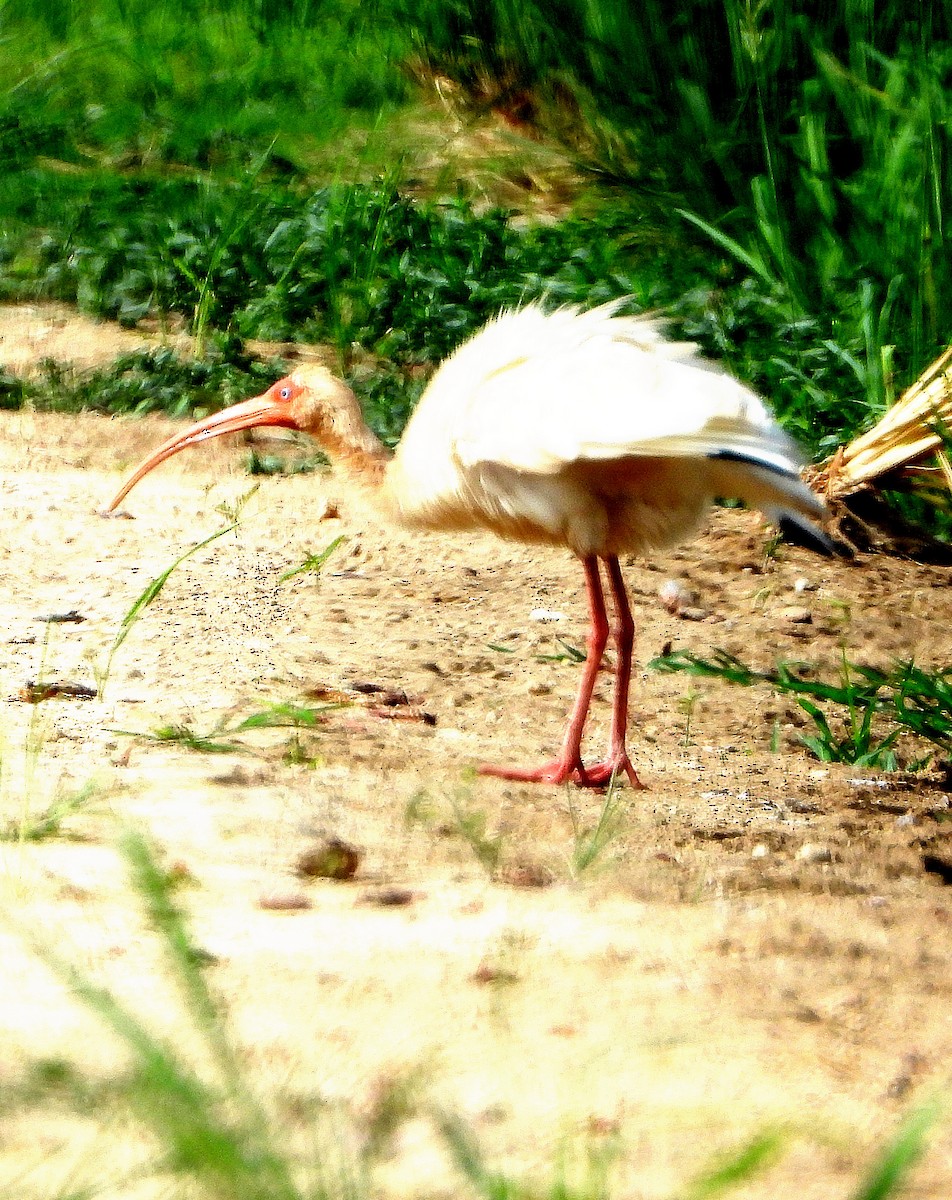 ibis bílý - ML620727752