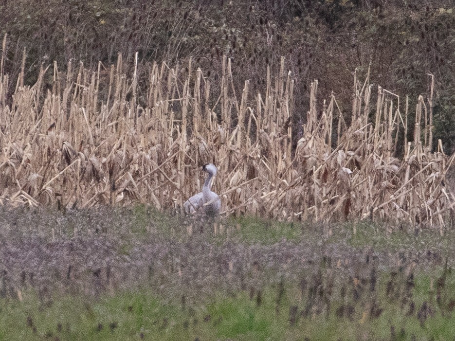 jeřáb popelavý - ML620727777