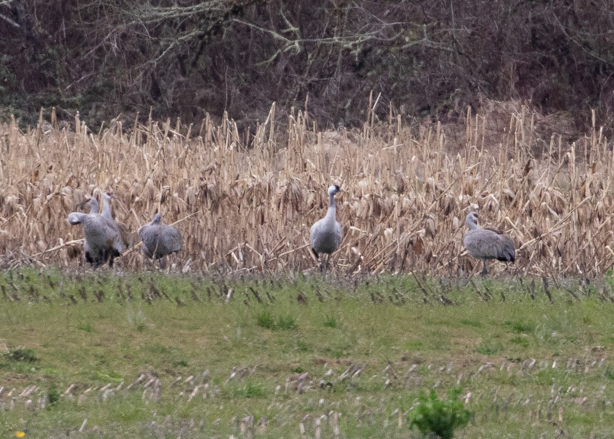 Common Crane - ML620727778