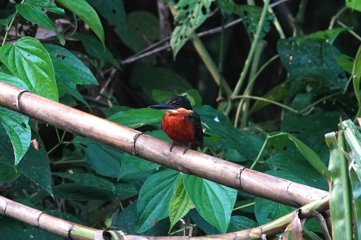 Green-and-rufous Kingfisher - ML620727790