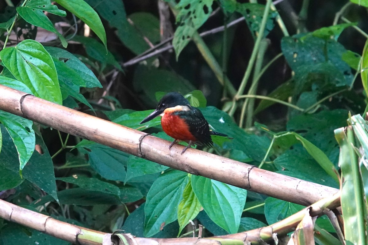 Green-and-rufous Kingfisher - ML620727791