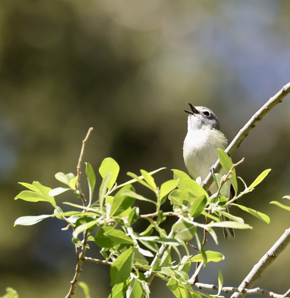 Cassin's Vireo - ML620727795