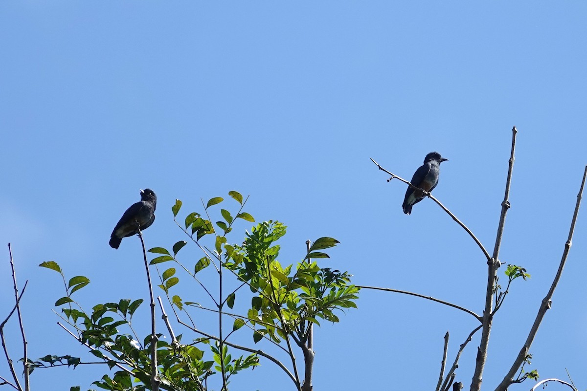 Swallow-winged Puffbird - ML620727797