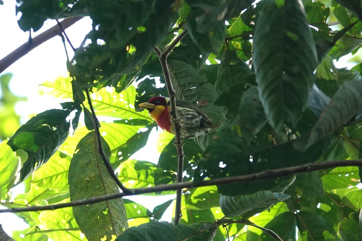 Lemon-throated Barbet - ML620727804