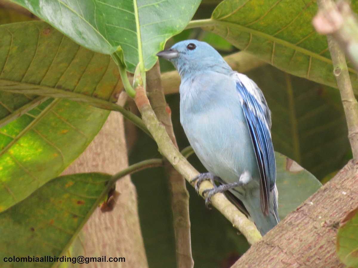 Blue-gray Tanager - ML620727807