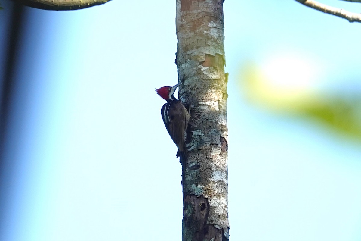 Crimson-crested Woodpecker - ML620727811