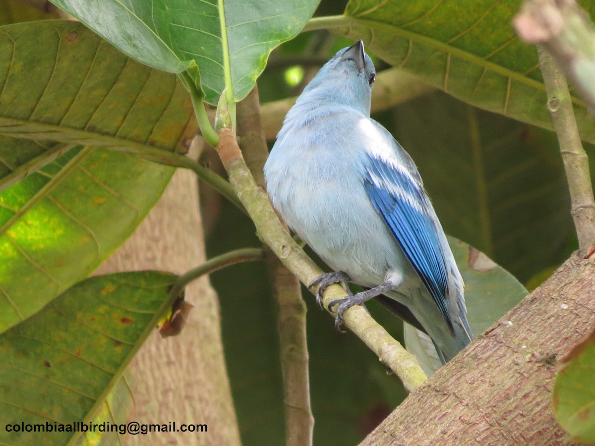 Blue-gray Tanager - ML620727813