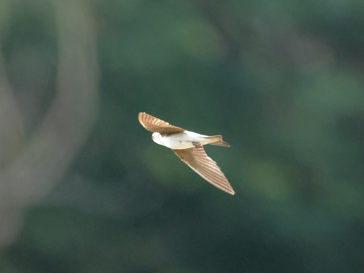 Northern Rough-winged Swallow - ML620727821