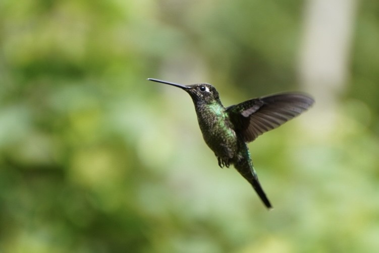 Colibrí de Talamanca - ML620727828