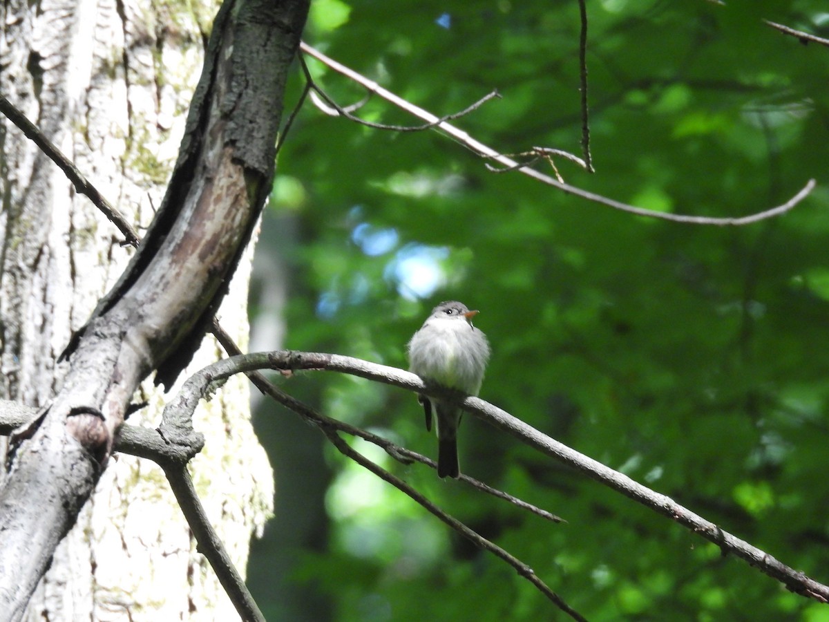 Eastern Wood-Pewee - ML620727830