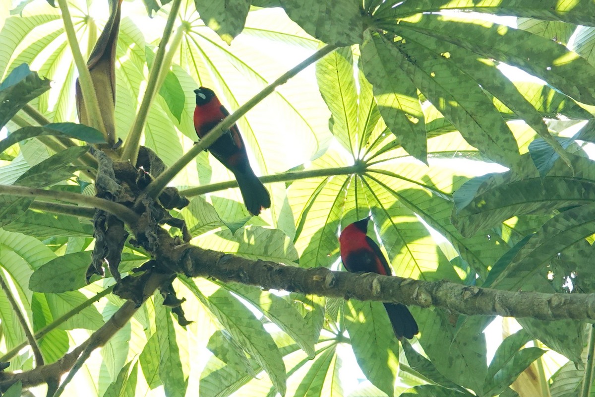 Masked Crimson Tanager - ML620727841