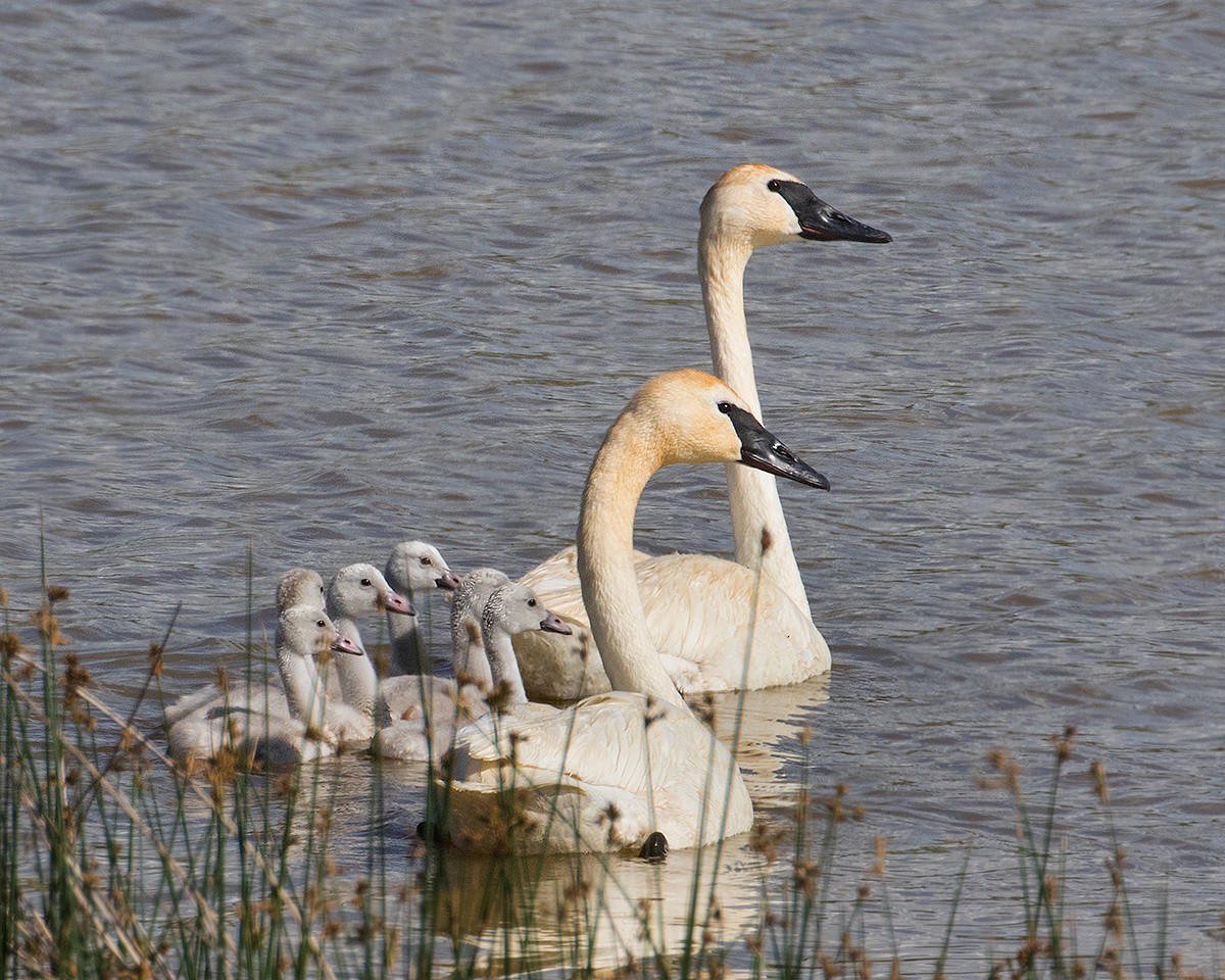 Trumpeter Swan - ML620727844