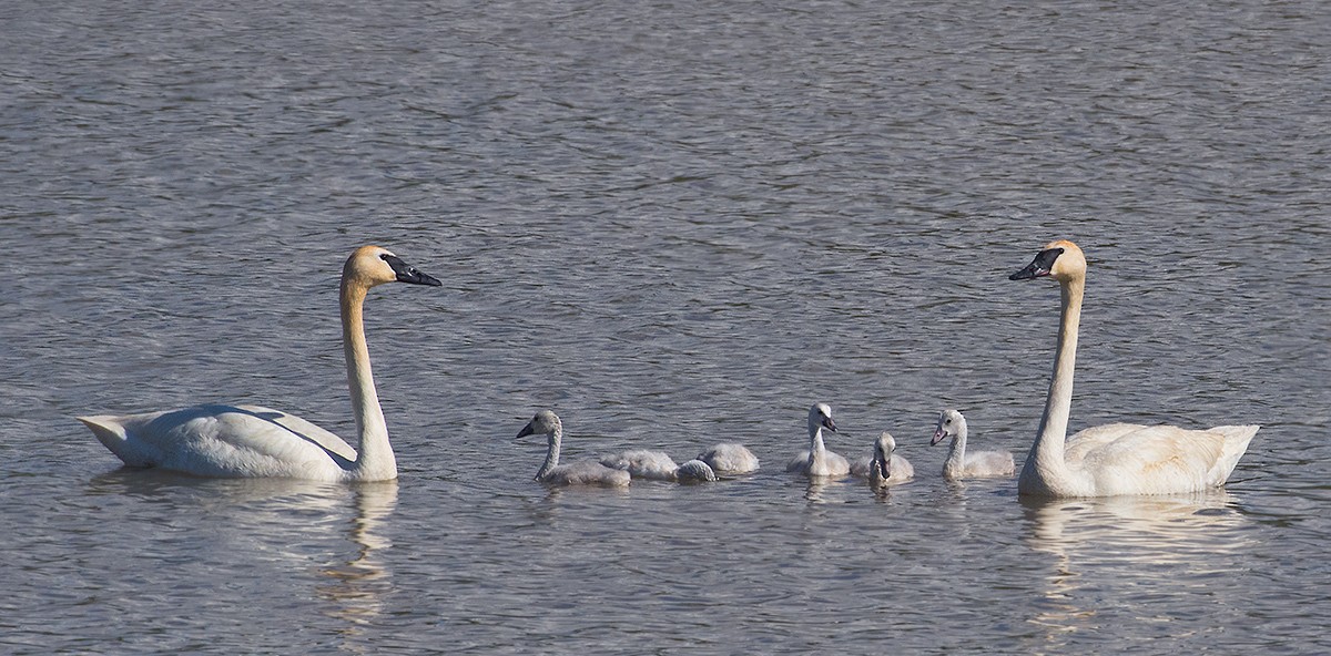 Trumpeter Swan - ML620727845