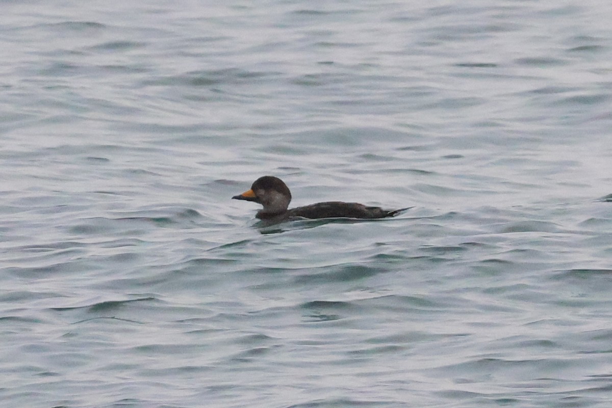 Black Scoter - ML620727848