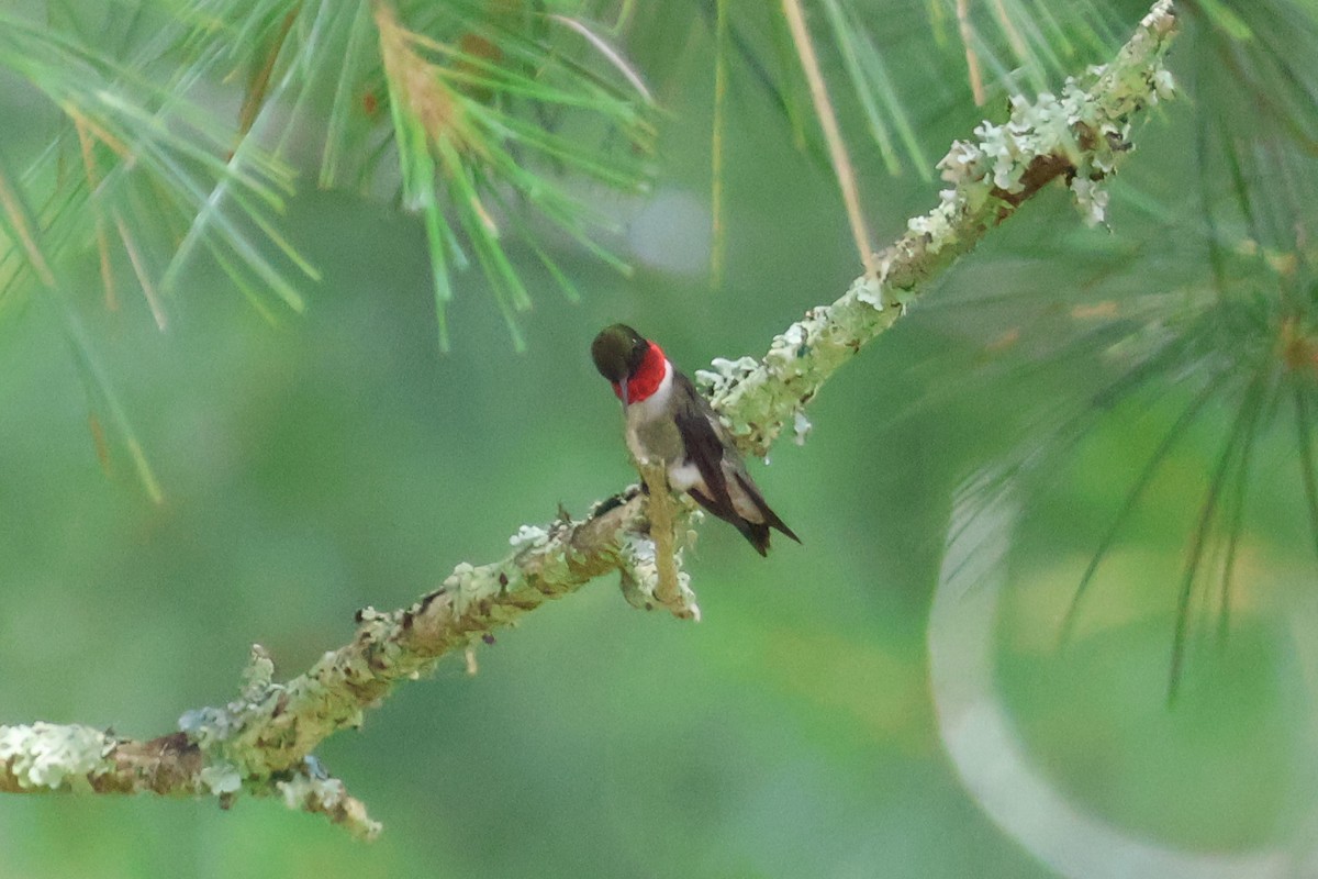 Ruby-throated Hummingbird - ML620727860