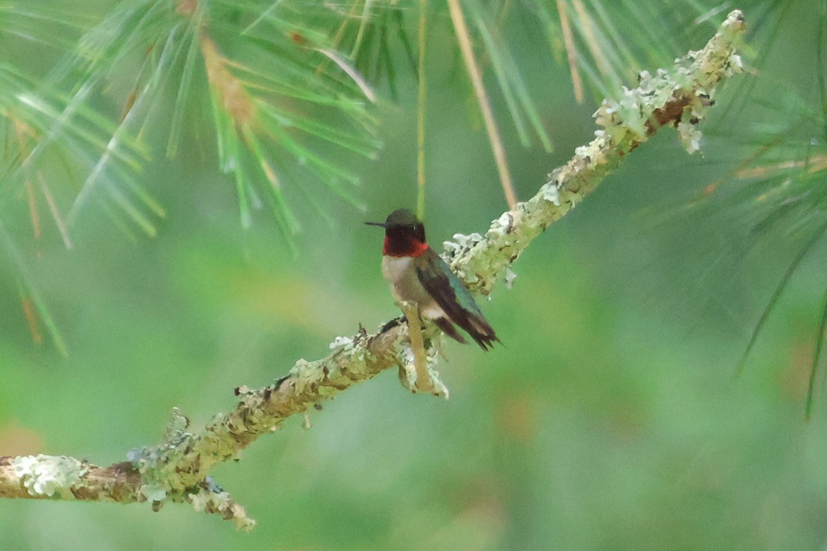 Ruby-throated Hummingbird - ML620727861