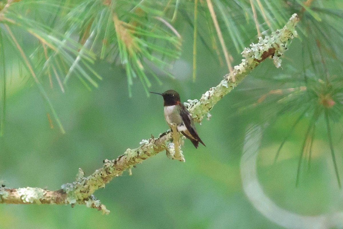 Ruby-throated Hummingbird - ML620727863