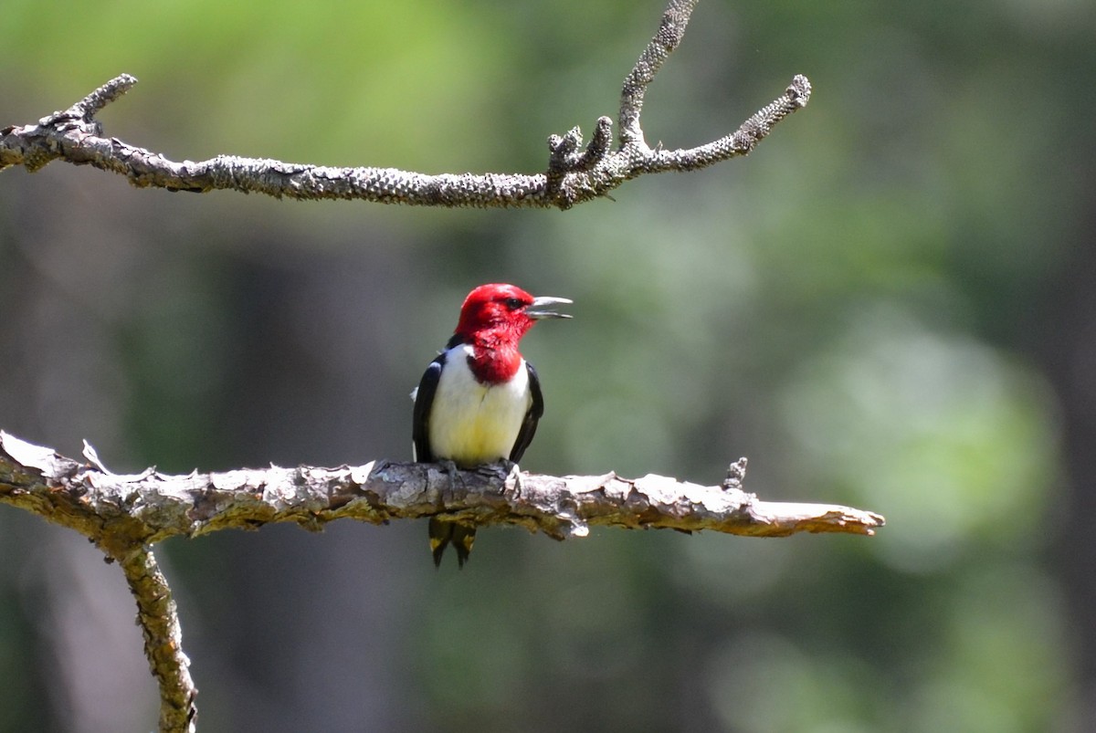 Red-headed Woodpecker - ML620727872